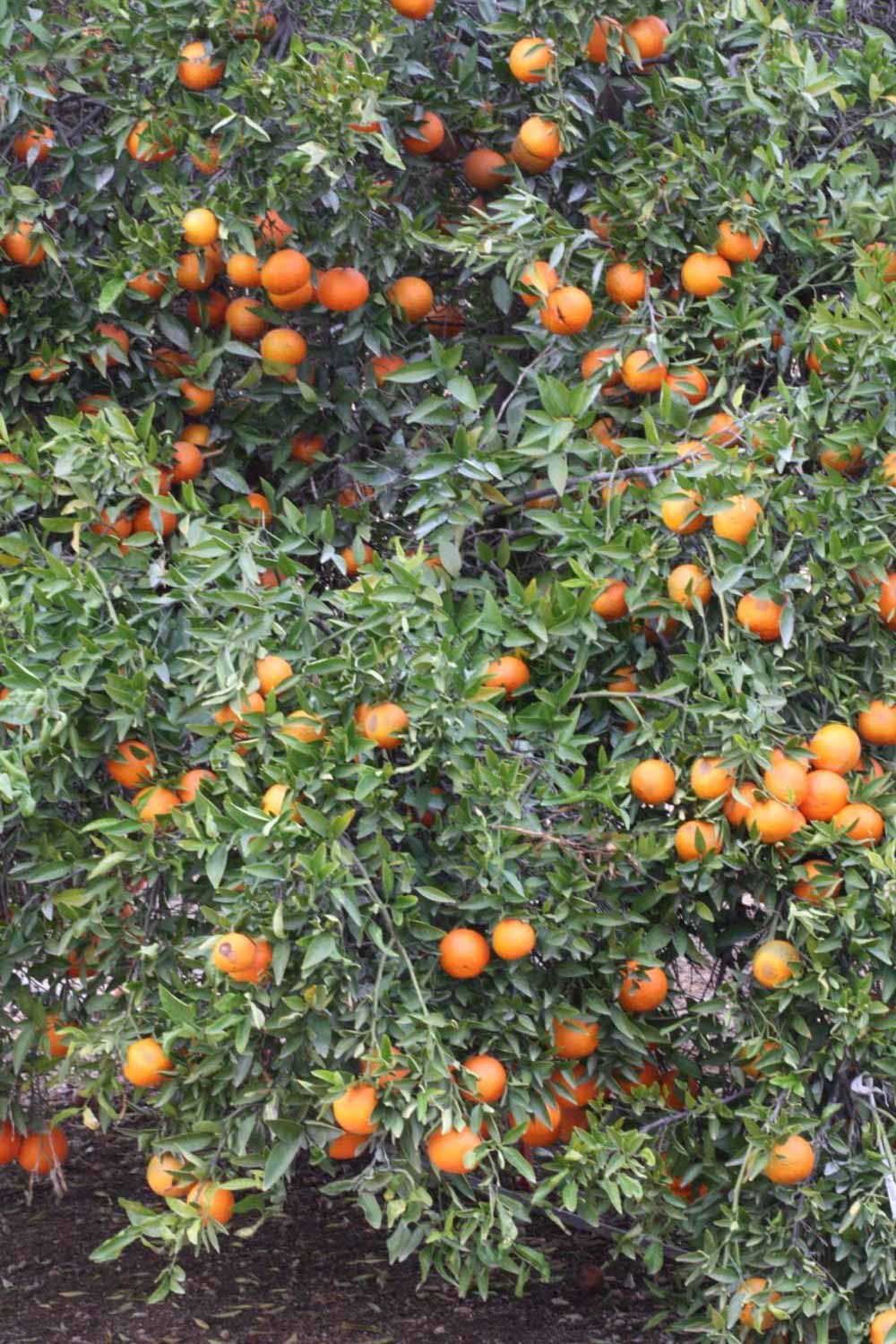            Habit (Riverside, CA)   